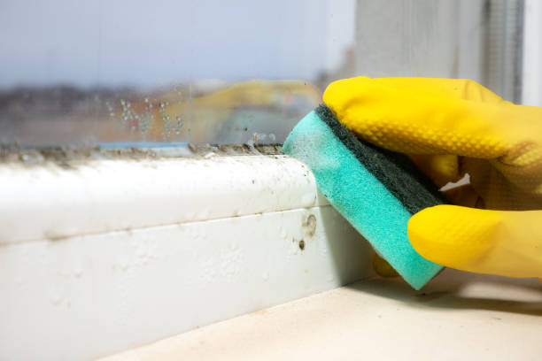 Best Environmental Consulting for Mold Prevention  in Williamsburg, VA